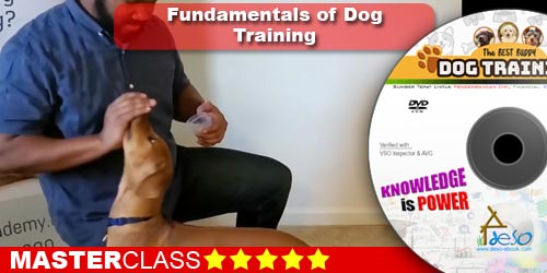 Fundamentals of Dog Training