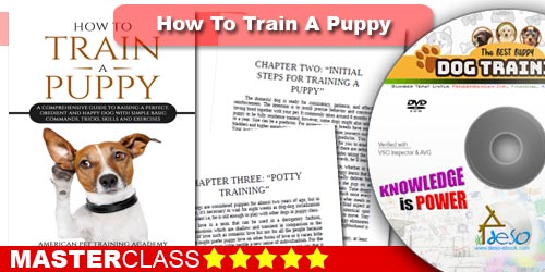 How to Train Puppy